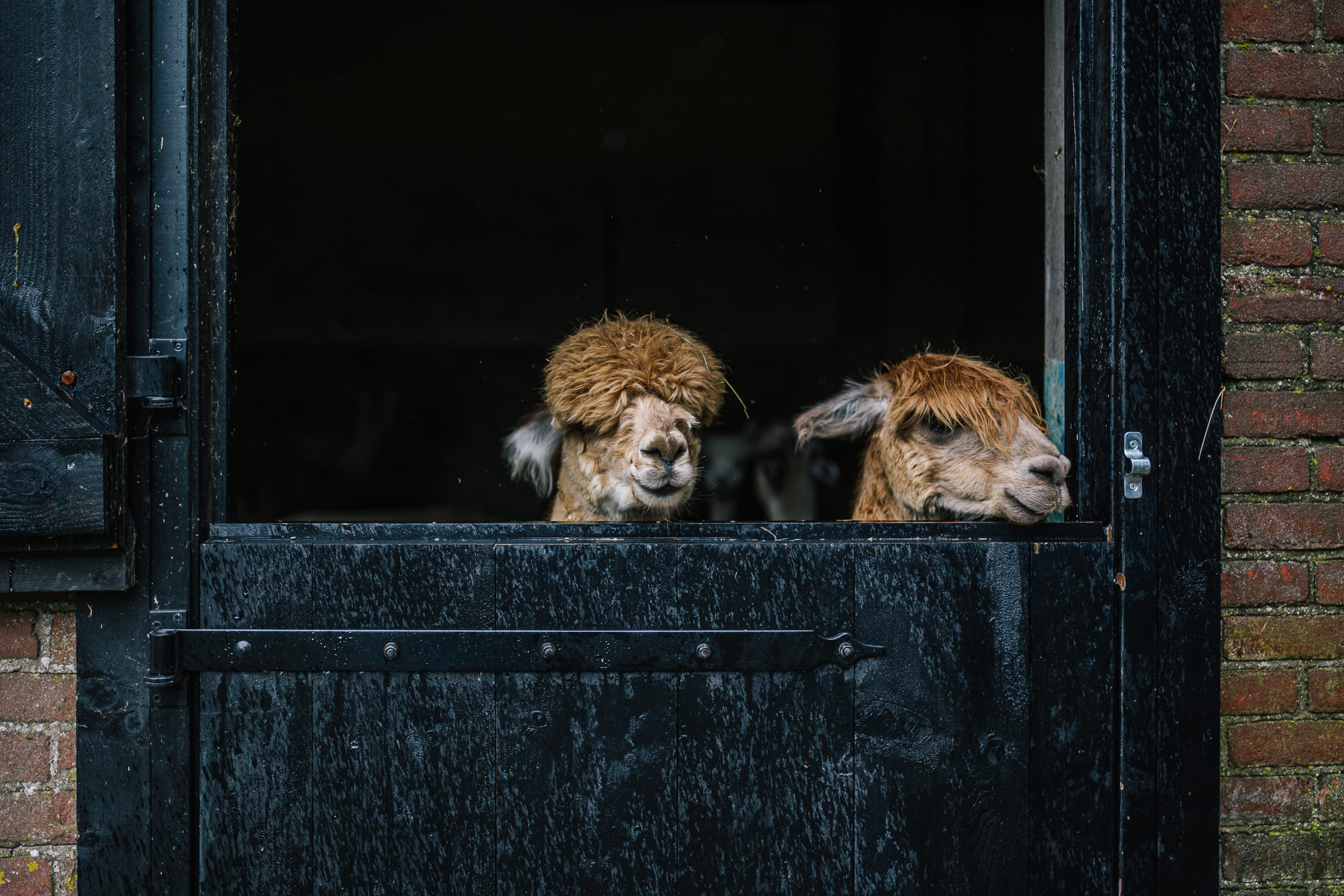 Alpaca & Falabella Ranch Rzadkiewa – Zeeland